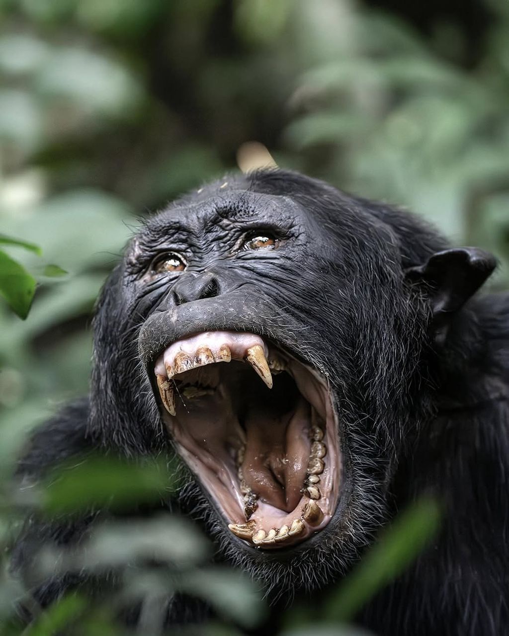 Kibale National Park