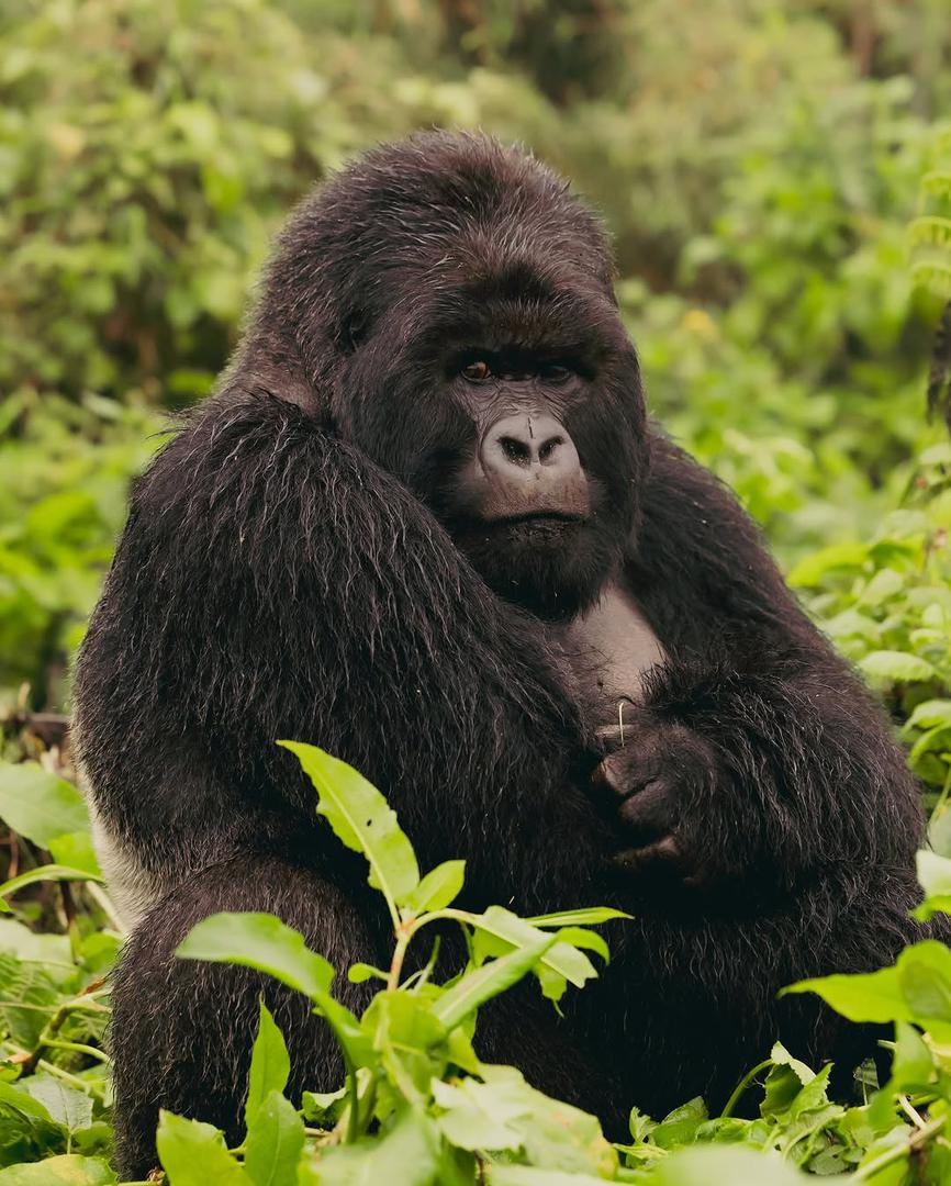 Volcanoes National Park