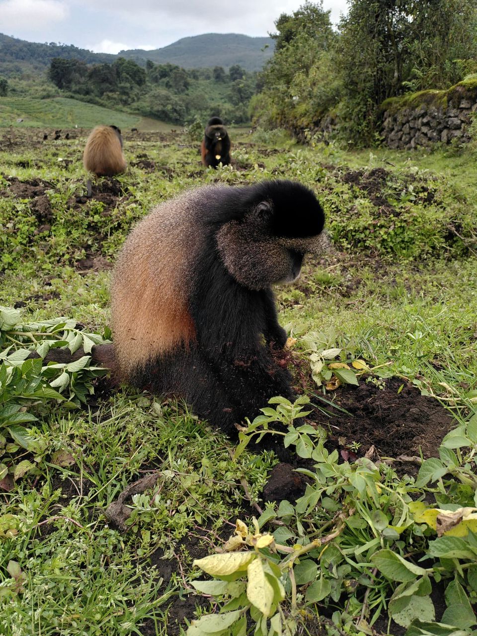 3 Days Gorilla trekking & Golden Monkey