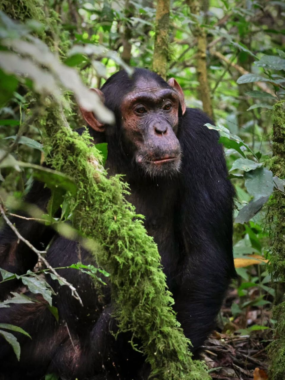 4 Days Uganda Gorilla trekking & Wildlife safari