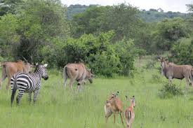 3 days Lake Mburo National Park
