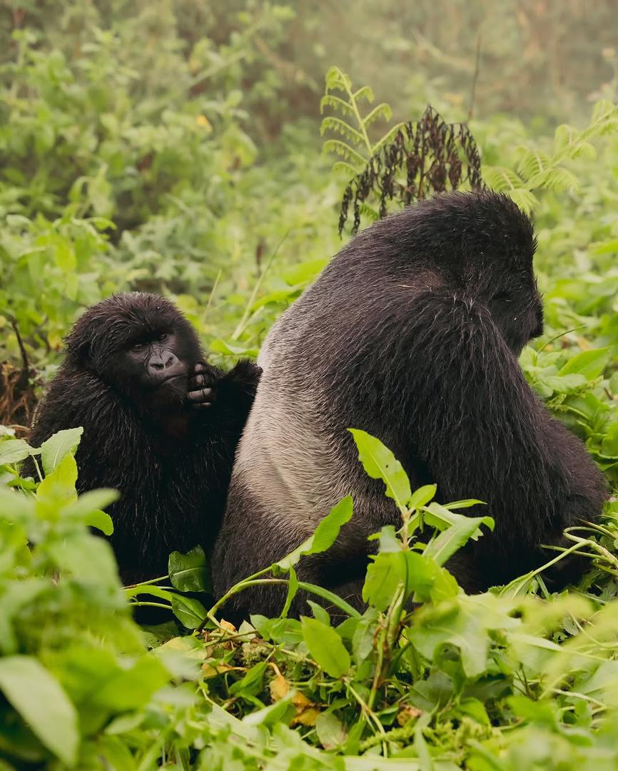 3 days Uganda Gorilla Habituation from Kigali Rwanda