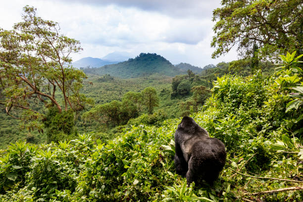 1Day Gorilla Trekking Experience