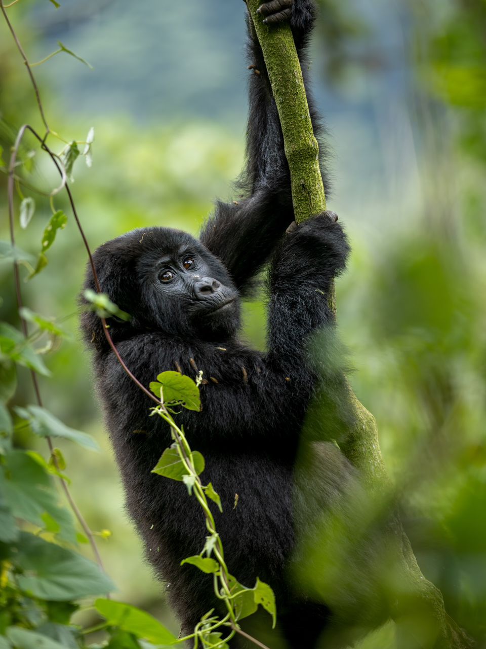 4 Days Uganda Gorilla & wildlife safari