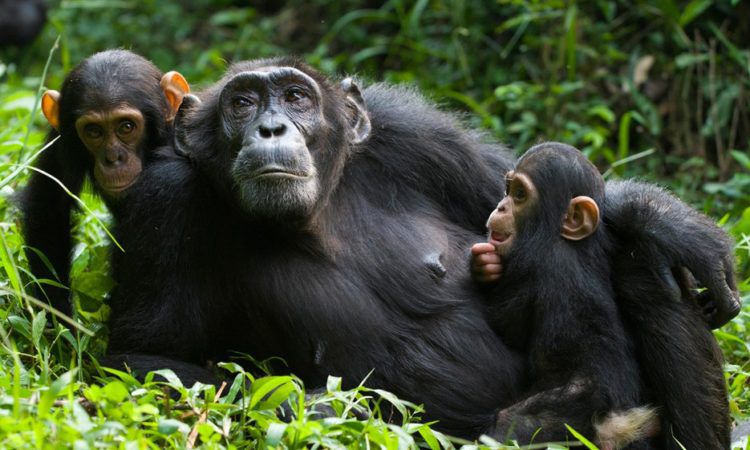 6 Days chimpanze Trekking Nyungwe & Game Drive Akagera
