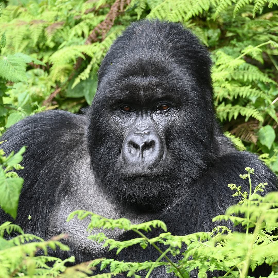 3Days Gorillas & Cultural Discovery